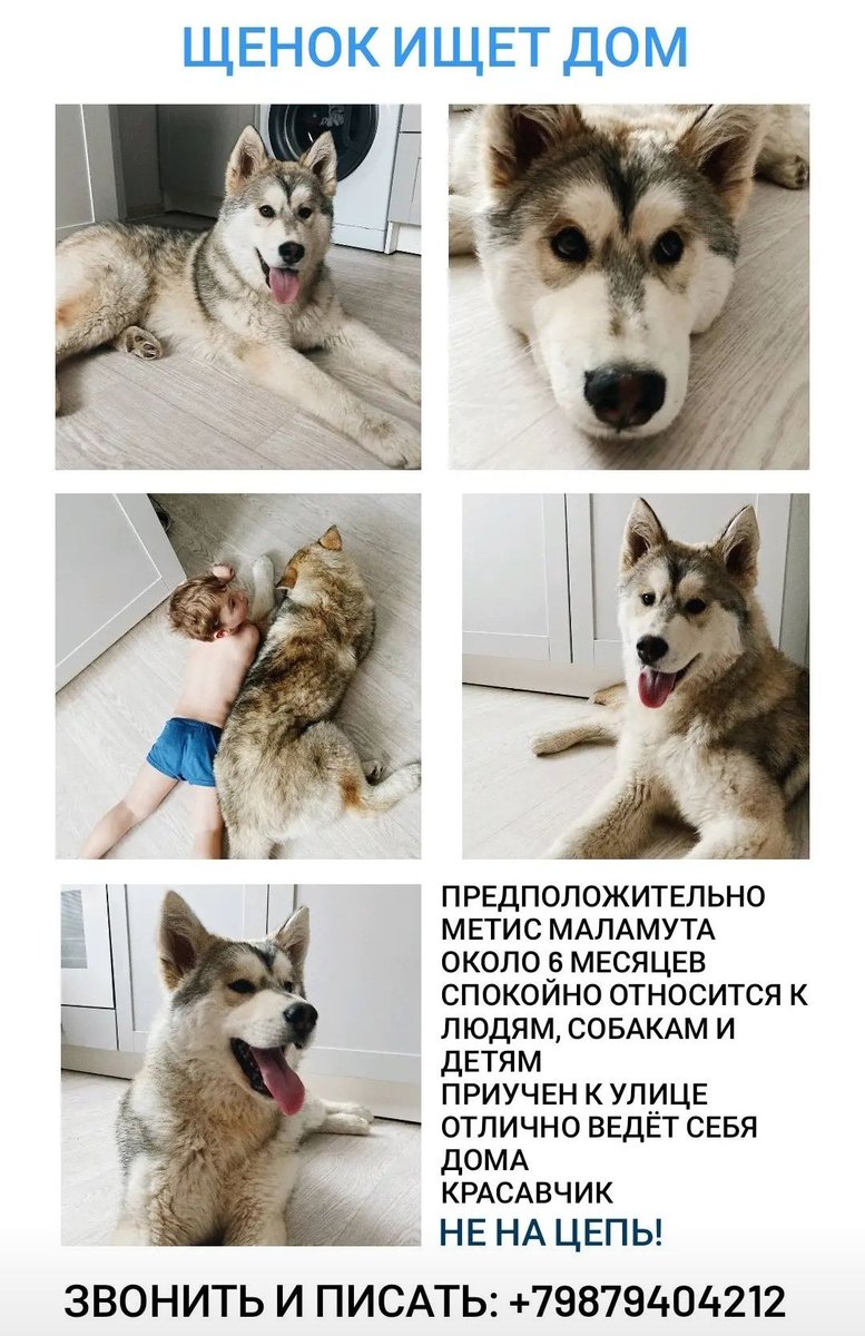 #Самара кто потерял парня? Он очень добрый, воспитанный и обнимательный, и ему совсем никак нельзя оставаться в отлове. Давайте найдём старых или новых хозяев ему! #rt