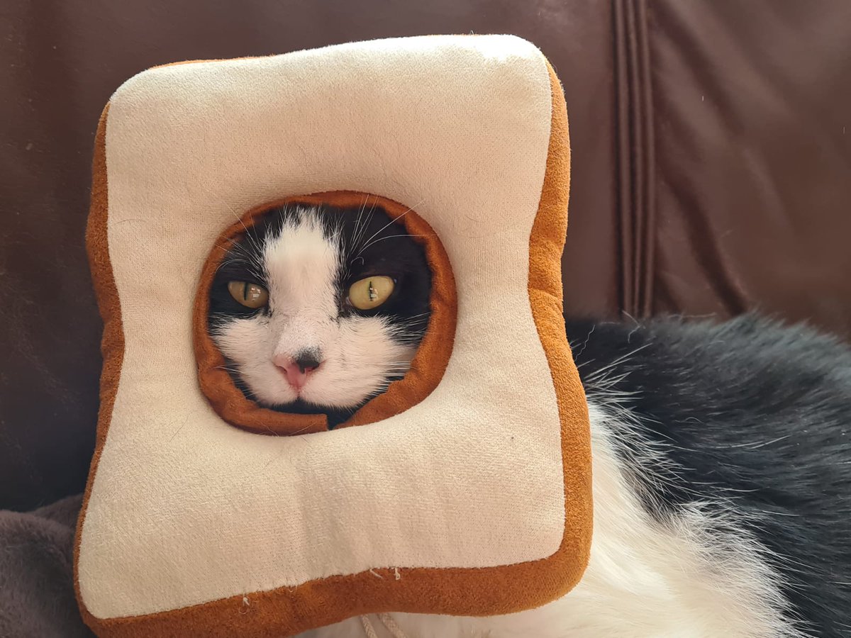 Memes to Show Your Cat (@showyourcat) on Twitter photo 
