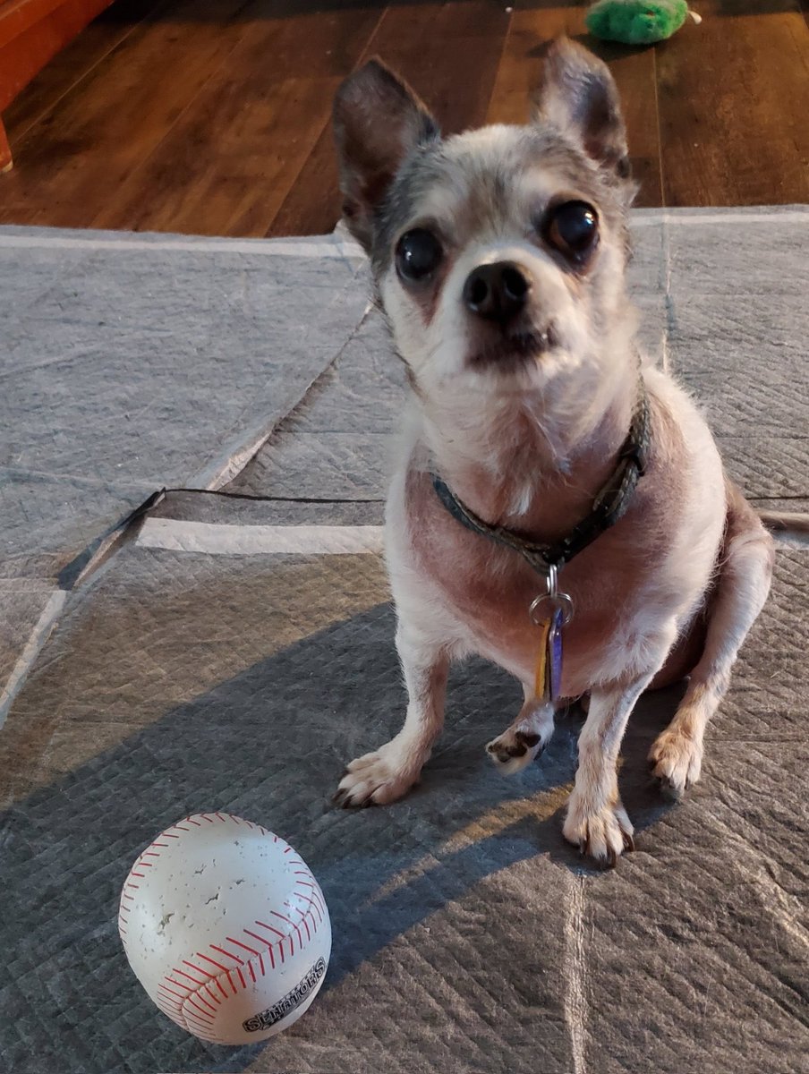 Sue and Tiki🌈s Legacy-Reo🌈Nina🌈#PuggieForever tweet media