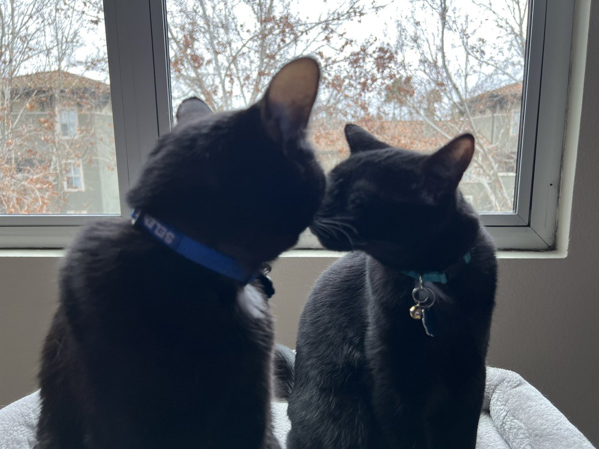 kjhpye's tweet photo. Selene and Rikki are a year old. I hope it’s been a good year for them. https://t.co/szwvPrq2T3