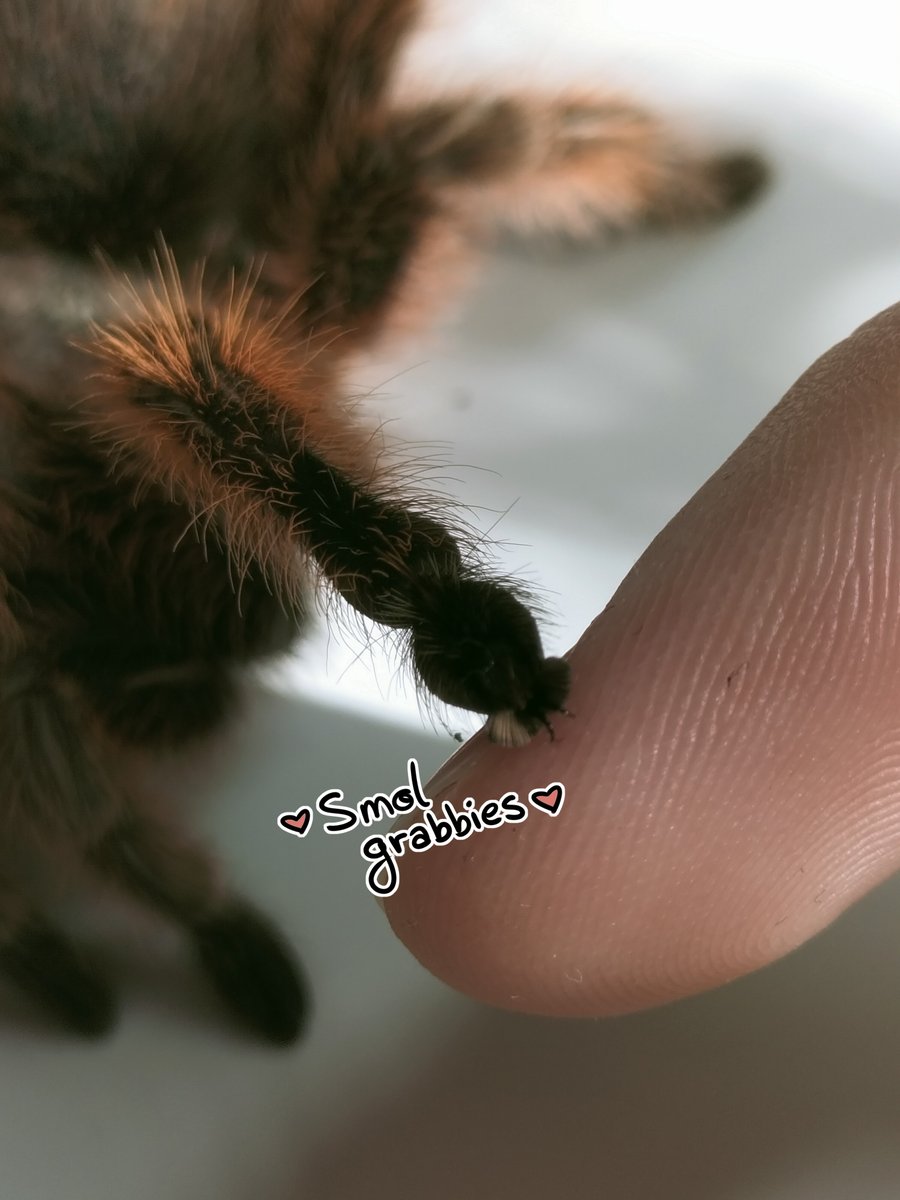 Nerscyra's tweet photo. Happy Spider Sunday!
Today I'll introduce you to Aรฑa the G.rosea (#rosehair #tarantula).
She's been featured on all my sona's refs (and last week's doodle too) through the years as her familiar. She's the sweetest baby I've ever had and a very special girl. โค https://t.co/P53z3jqnS3