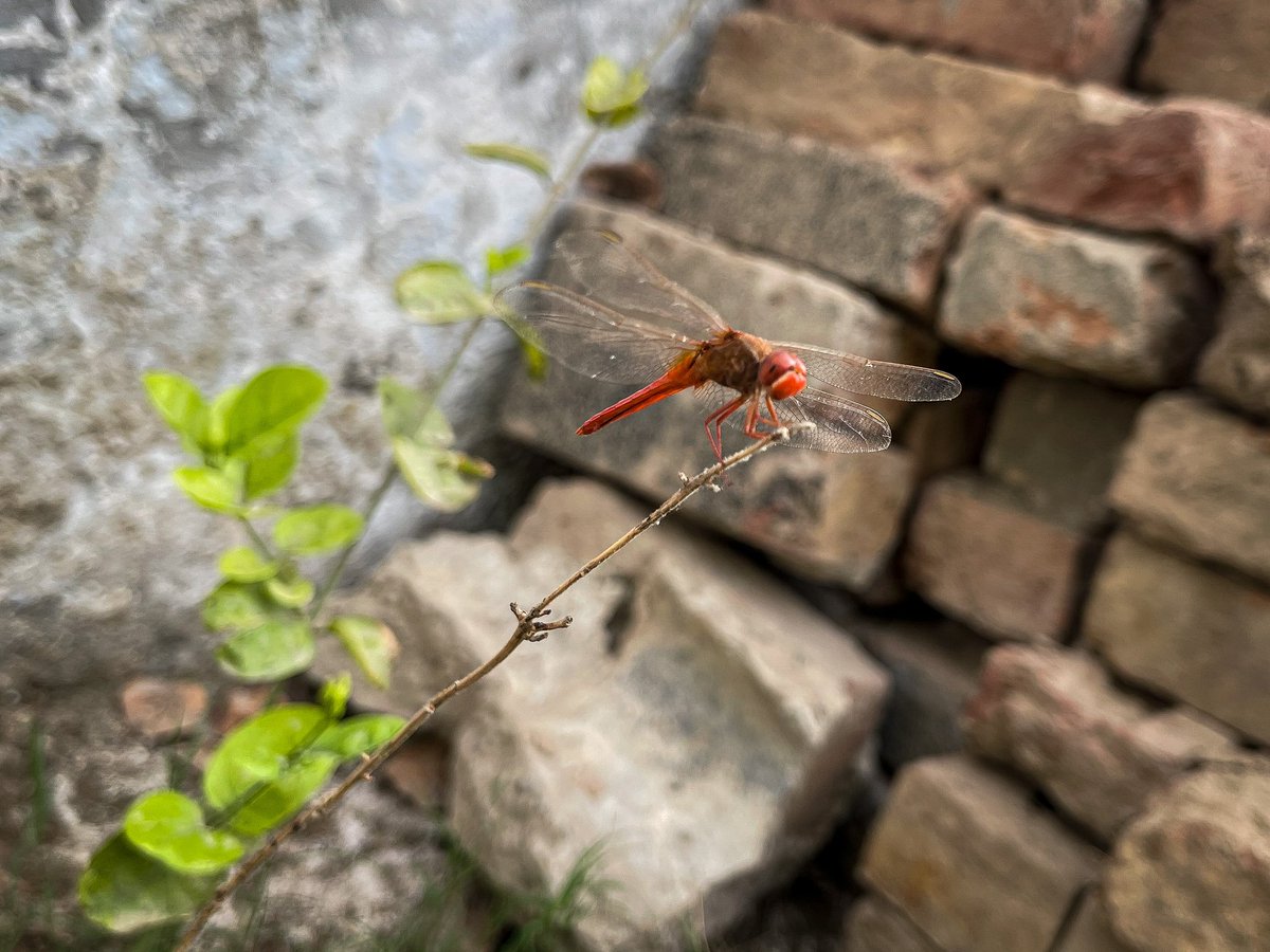 thinKerDrz's tweet photo. Giving try to some clicks.✌️
#photographyThread https://t.co/yTWEvygpci