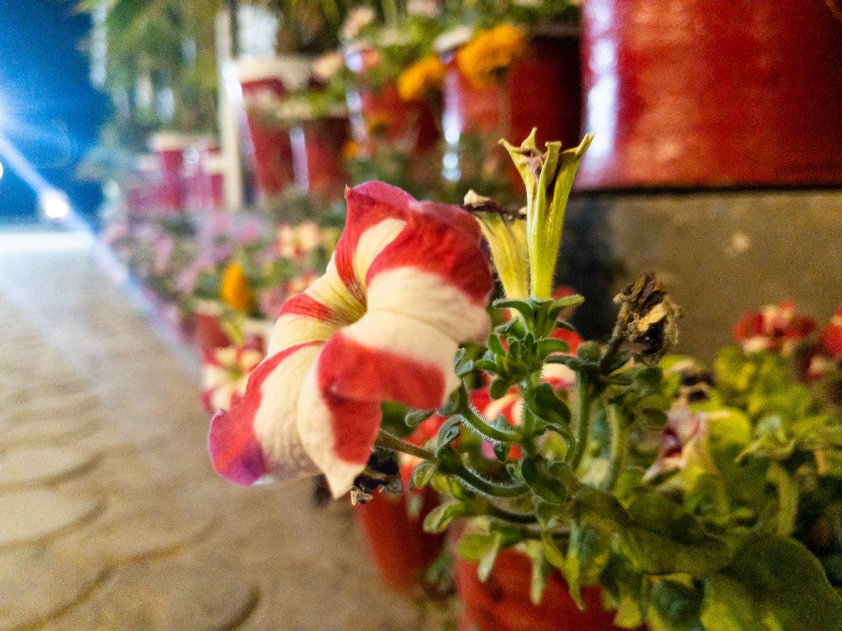 thinKerDrz's tweet photo. Giving try to some clicks.✌️
#photographyThread https://t.co/yTWEvygpci