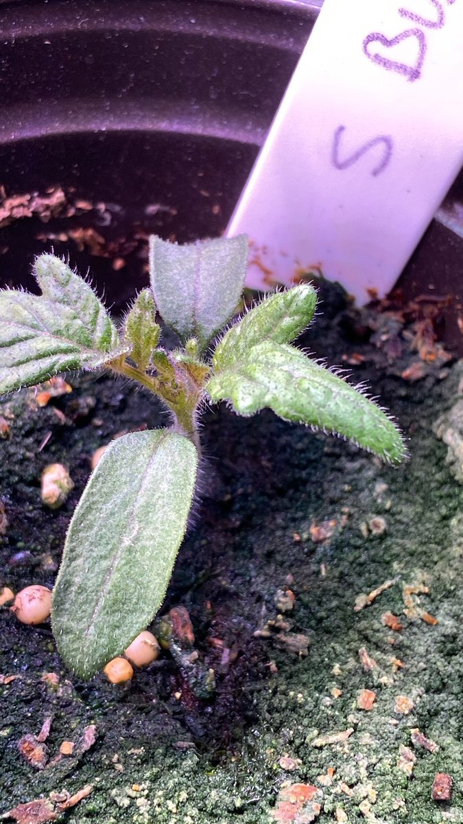 ProfJayHam's tweet photo. @DanRather Garden starts😀Spring is here https://t.co/hbYu6mK7m3