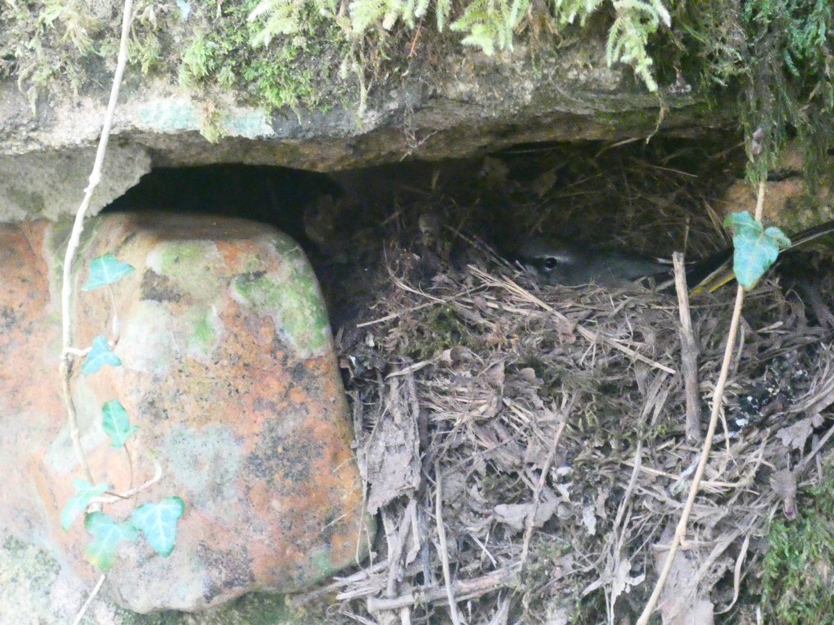 Matt Collis tweet media