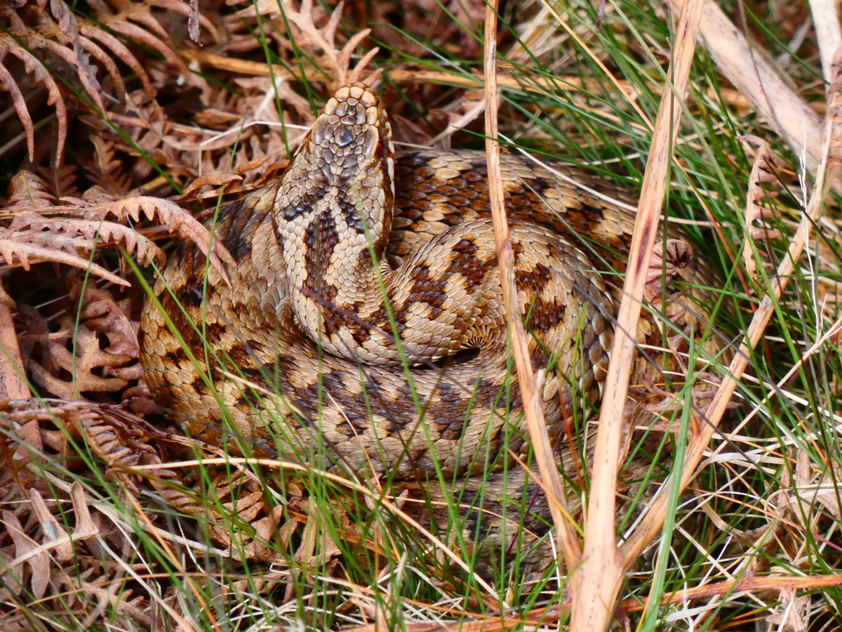 Matt Collis tweet media