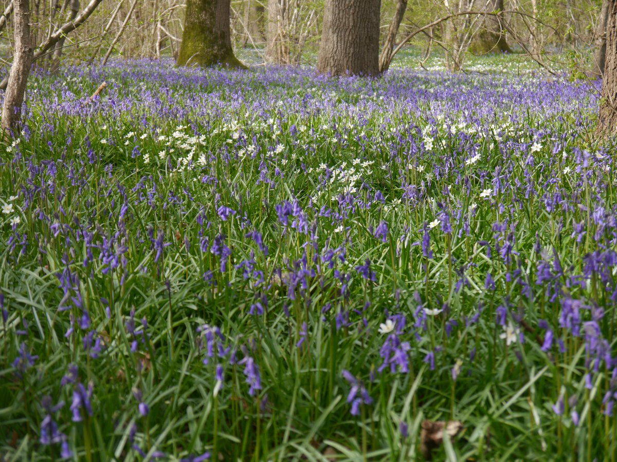 Piethagoram's tweet photo. Bluebells at #WestGrinstead @itvweather @SallyWeather @ChrisPage90 @carolkirkwood @lizzieweather @bbcweather @StormHour @ruths_gallery #landscapephotography https://t.co/i2X6Iuwzf6