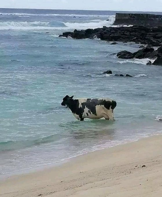 Not sure what this cow is going through. But I can relate.

@openacademics @academicchatter #academictwitter