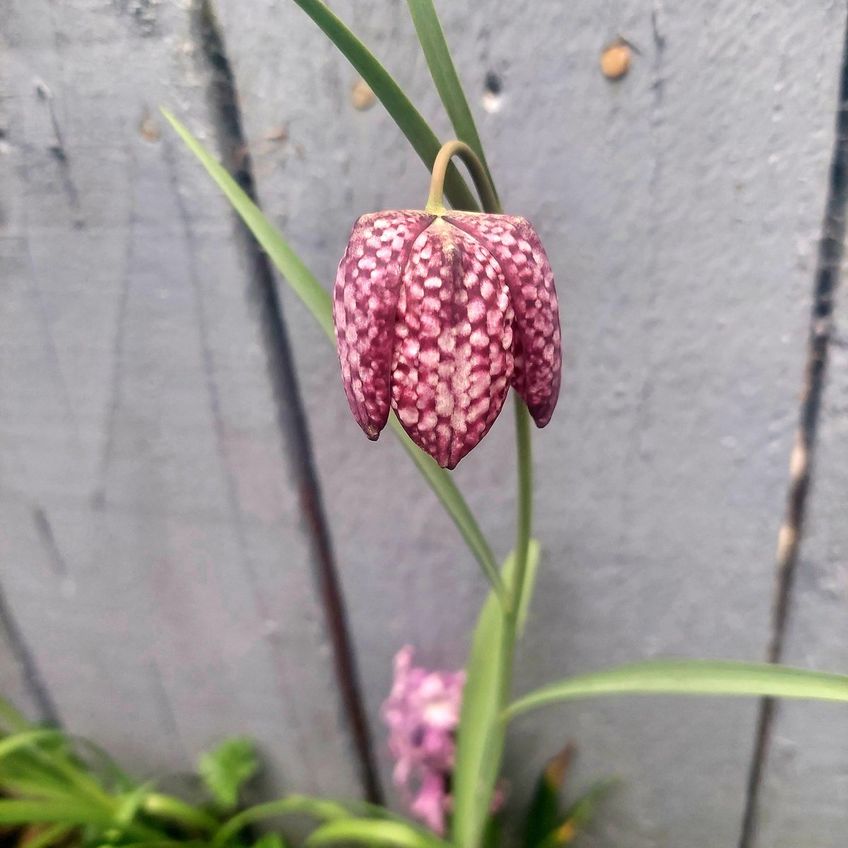 SarahDunnigan1's tweet photo. Good to see snake's head fritillary loving the dampness of shaded soil. Such a bizarrely lovely wee chequerboard of damson, pink and cream. #springflowers #wildflowers #springborders https://t.co/j1X0EJD38j