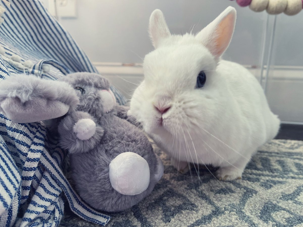 MagicZeBunny's tweet photo. Happy Sunday, pals. Dis is mes faux pal, bun. Her name is Bunny. She likes to be groomed + dragged all around. Hope everybun is having a nice day so far. It’s kind of windy here! #ThankYouForMesPalBunBun 💓✨ https://t.co/NWmr5wycjV