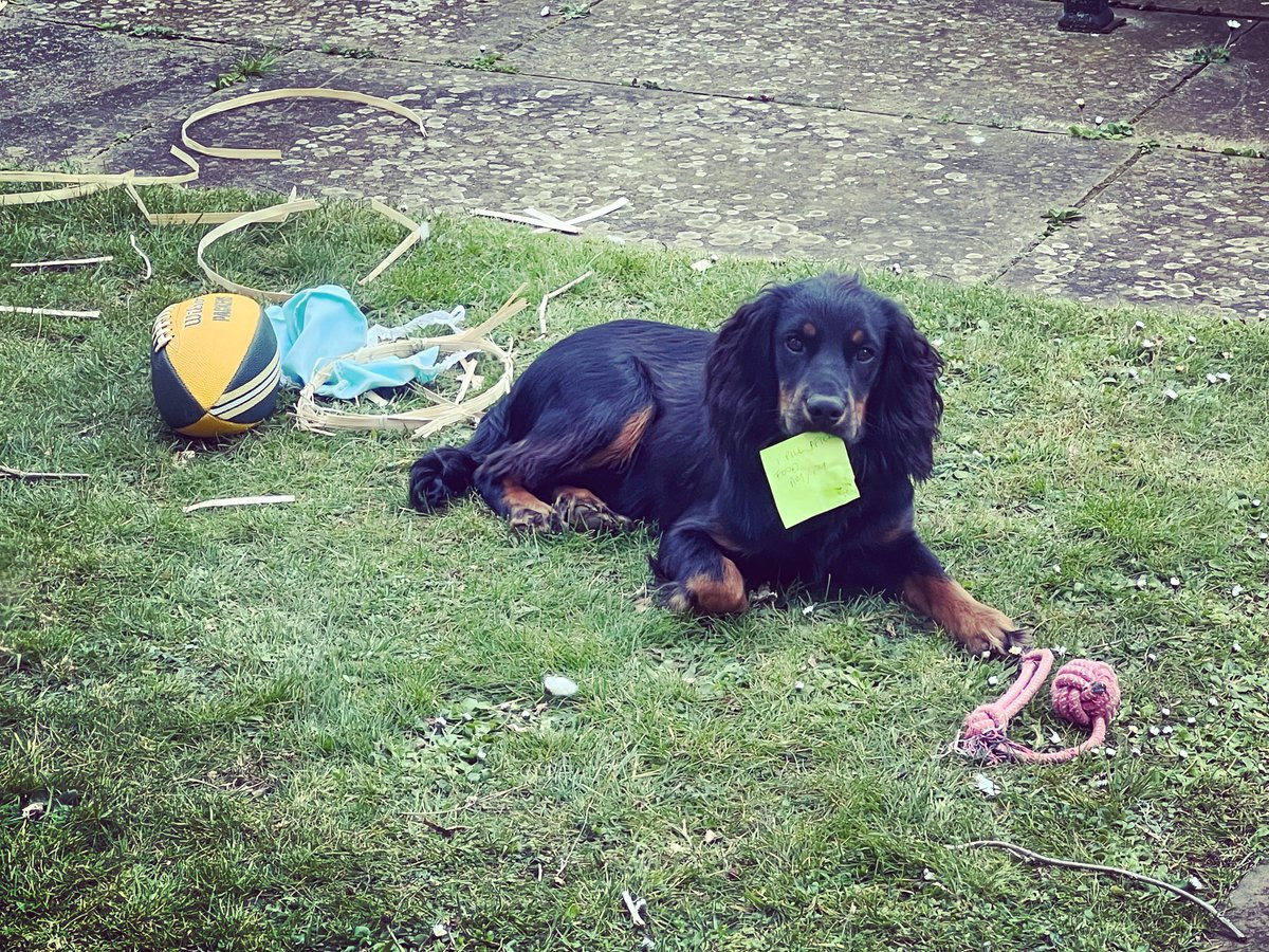 cspencer1508's tweet photo. Joey, caught red handed: wicker basket destroyed, and various mementos retrieved - including his brother’s prescription from the vet…. #animalsofalthorp https://t.co/nBQLFe8VQM