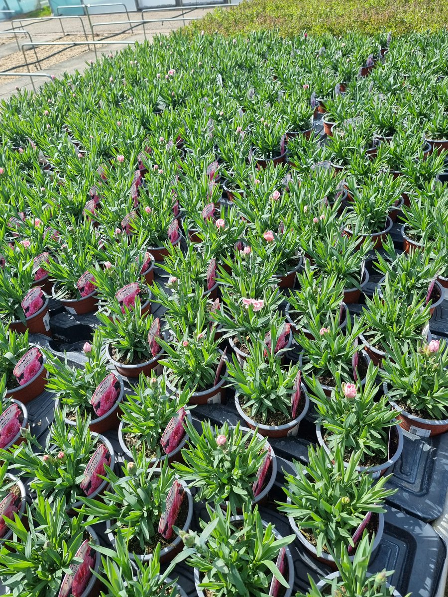 Our own grown dianthus now ready. Full sun. Well drained soil. Flower May to Sept. Fully hardy. £1.99 each, buy 5 or more £1.79 each. 🔍 Find us on the A149 near Stalham ☎️ Call us on 01692 580226 🖱 agmeale.co.uk #dianthus #garden #gardening #gardeninglife