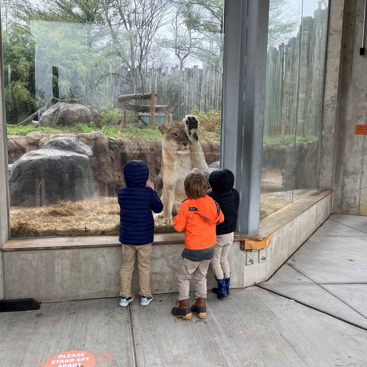 CalvertSchoolMD's tweet photo. Check out these mini zoologists! On Wednesday, our Fifth Age boys and girls got to spend the morning at the Maryland Zoo, where they learned about tons of different animals and ecosystems. What's your favorite animal? 🦁🐯🐻

#CalvertSchool #MarylandZoo #BaltimoreZoo #Balimore https://t.co/0xzAkx07cb