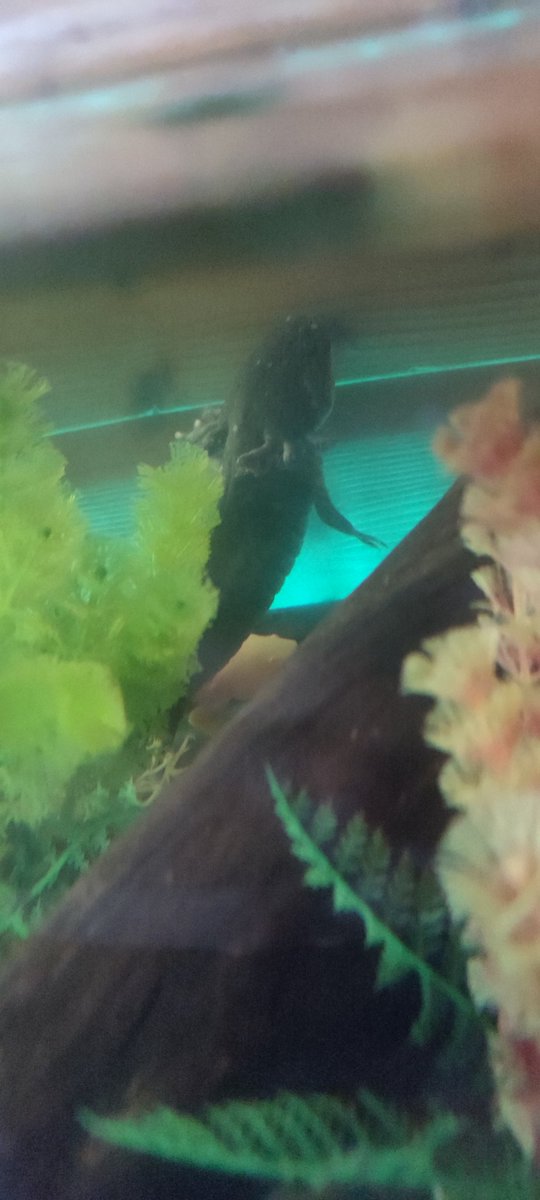 {NG+} PrimeBaka tweet media