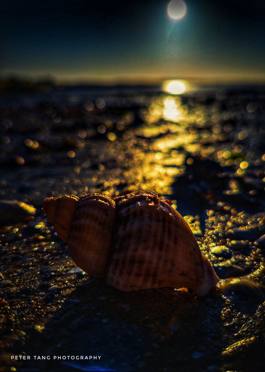 S E A S H E L L   S U N S E T
.
.
#seashell #sunset  #beachlife #seascape #seaside #nature #throughthelens #kent_shooters #kentonline #sand #nature_perfection #visitkent #lightroomedits #sealovers