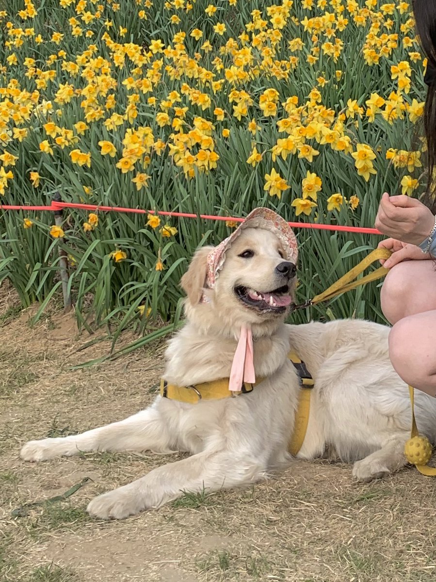 butterchive's tweet photo. 오늘은 수선화를 보고 왔어요🌼 https://t.co/ccqT7eLe7o