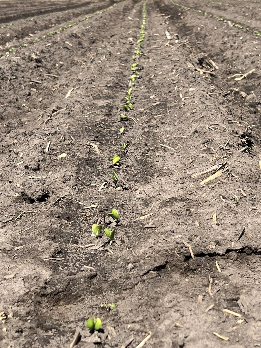 Todd Boyd tweet media