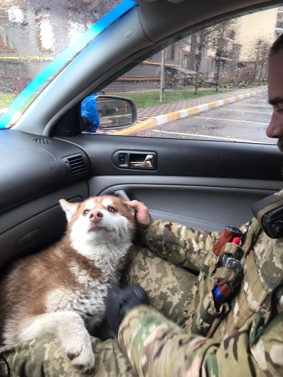 ukraine_world's tweet photo. #Bucha, people found a husky who was running around the residential area, and Andriy Smirnov posted about the search for the dog's owners on Facebook. 
And thanks to this, the owners had been found. 1/3 https://t.co/Wn6o8e0Geh