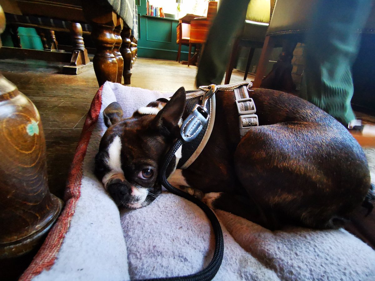 Roebucknw3's tweet photo. Enjoying our doggie beds for a lazy Sunday #itsadoglife ๐พ #dogsoftwitter #hampsteasheath @youngspubs https://t.co/C9iMYf3Woo