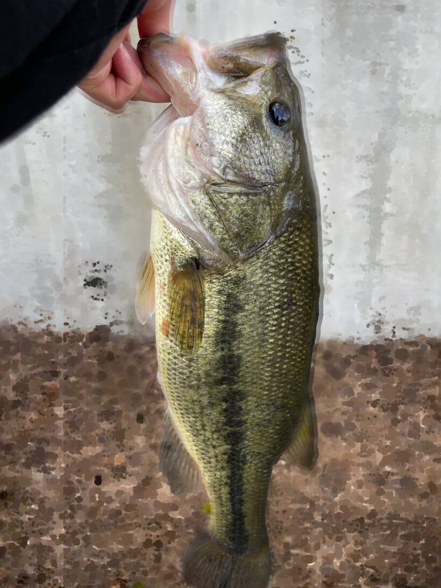 tyblq's tweet photo. サイトで42と48釣れた🎣
その他30ぐらいの何匹かと子バスで10匹ぐらい釣れて満足な1日でした😚 https://t.co/jnF2FnmS7H