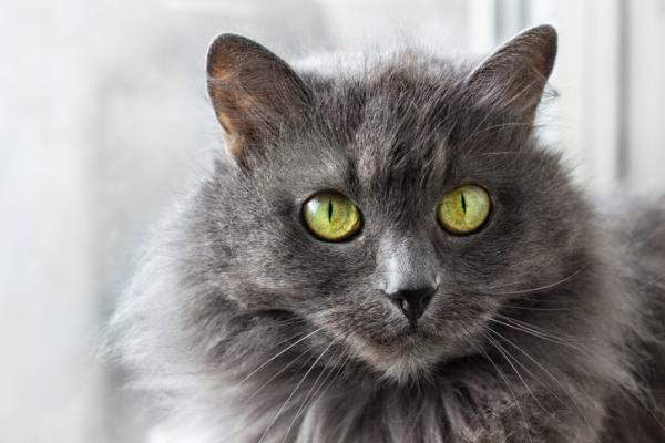 Tiofelino's tweet photo. Bellos son los gatos grises, el gato gris, por su parte, destacan por su lealtad y cariño. Solo muestran timidez y desconfianza con la gente que no conocen. Comparte una foto de tu gato gris. https://t.co/G6H2YaW191