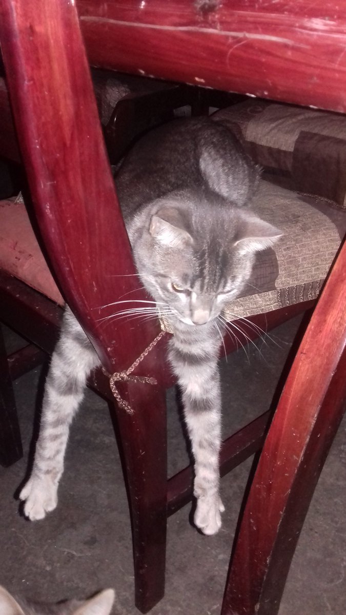Tiofelino's tweet photo. Bellos son los gatos grises, el gato gris, por su parte, destacan por su lealtad y cariño. Solo muestran timidez y desconfianza con la gente que no conocen. Comparte una foto de tu gato gris. https://t.co/G6H2YaW191