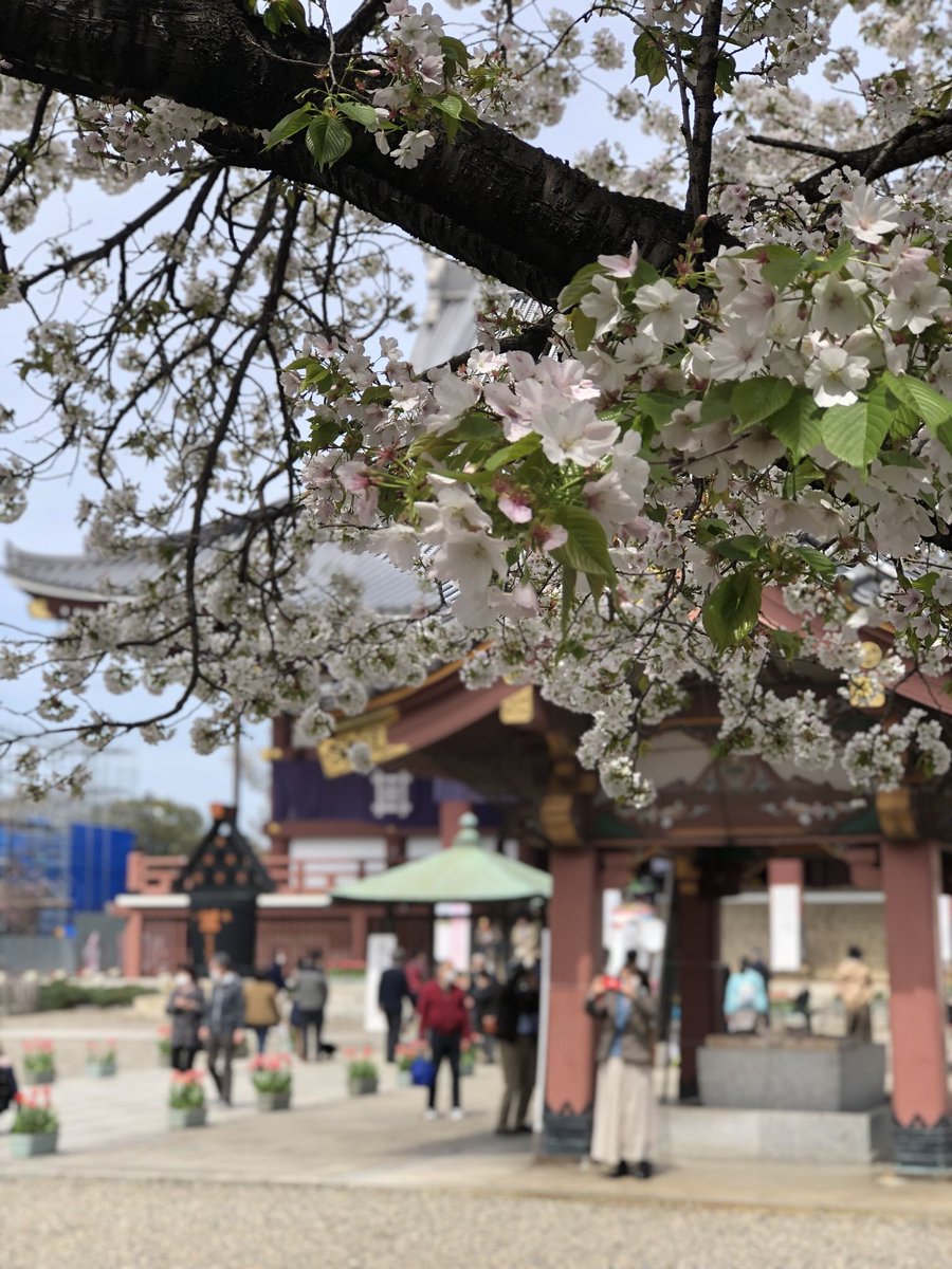 hrs0089's tweet photo. 先週撮った池上本門寺の桜
#池上本門寺 https://t.co/9NdXeMItbR