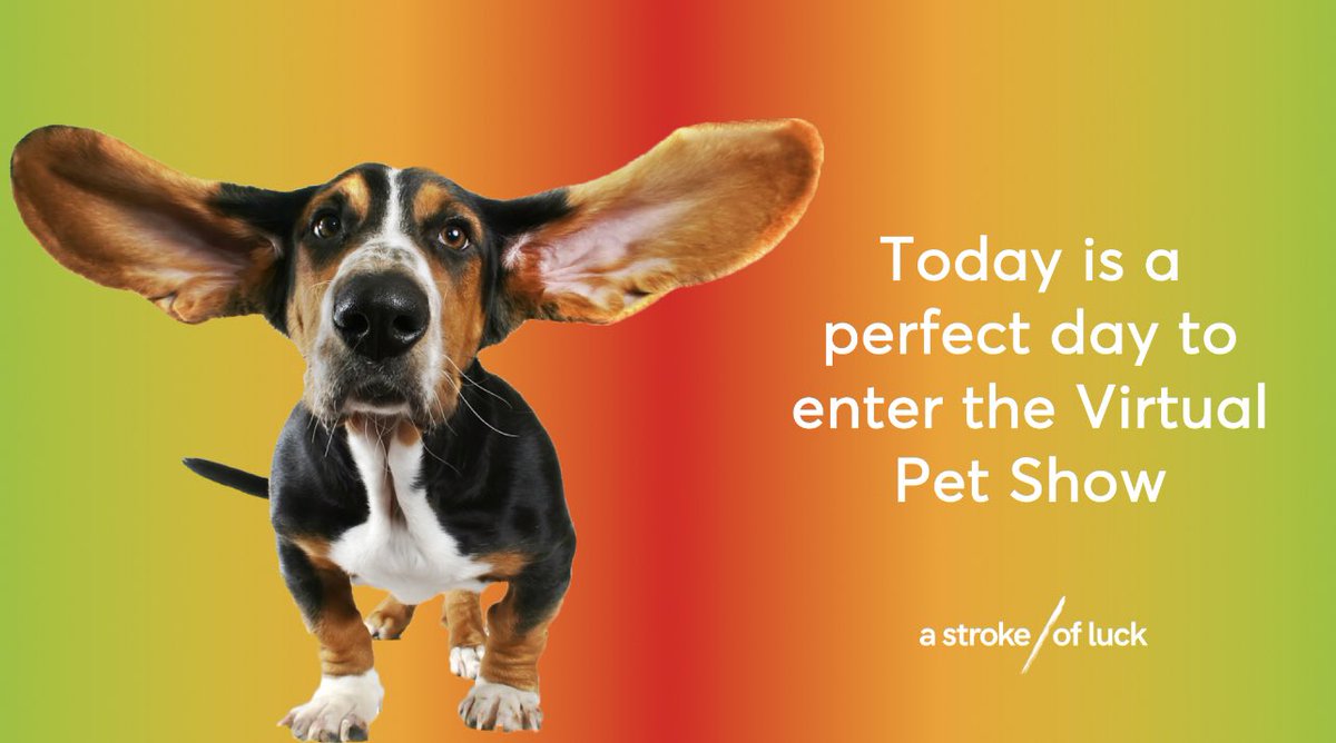 AStrokeOfLuckUK's tweet photo. There is no better day to show off your pets! Get entering!!!

https://t.co/GQMAcZ864x https://t.co/O1gxMJm3pI