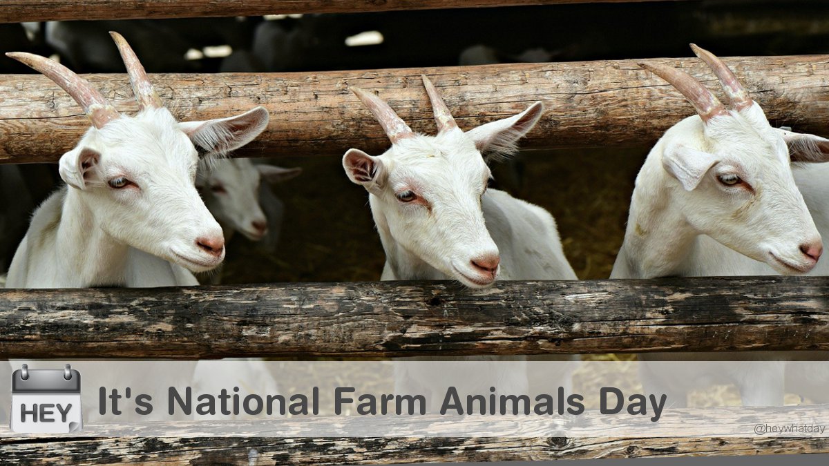 It's National Farm Animals Day! 
#NationalFarmAnimalsDay #FarmAnimalsDay #FarmAnimals