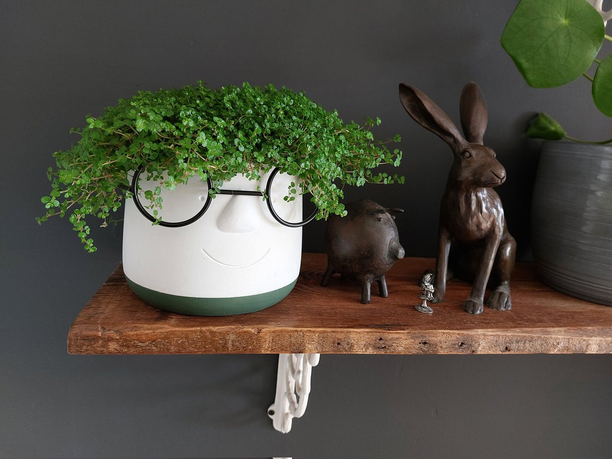 CSITeamLeaderHH's tweet photo. This weekends accomplishments include finding the right hair for the pot No.2 child bought me for my birthday.....plant friends make me happy 😊 #restdaysarethebestdays https://t.co/NkRkVS50d1