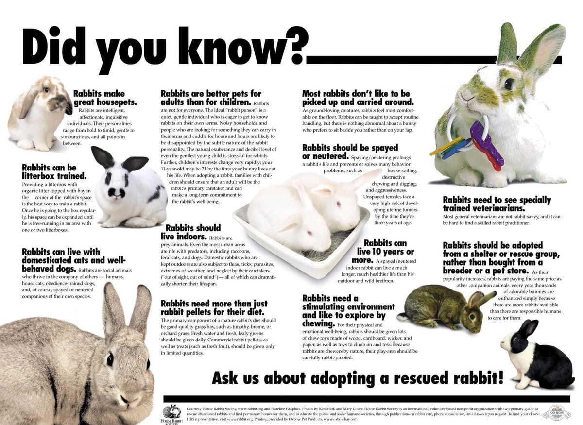 A reminder that rabbits can be a great pet but are a long term family member not just for April! Adopt, don’t shop! ❤️🐰🛑 #responsiblepetowner #AdoptDontShop #doyourhomework