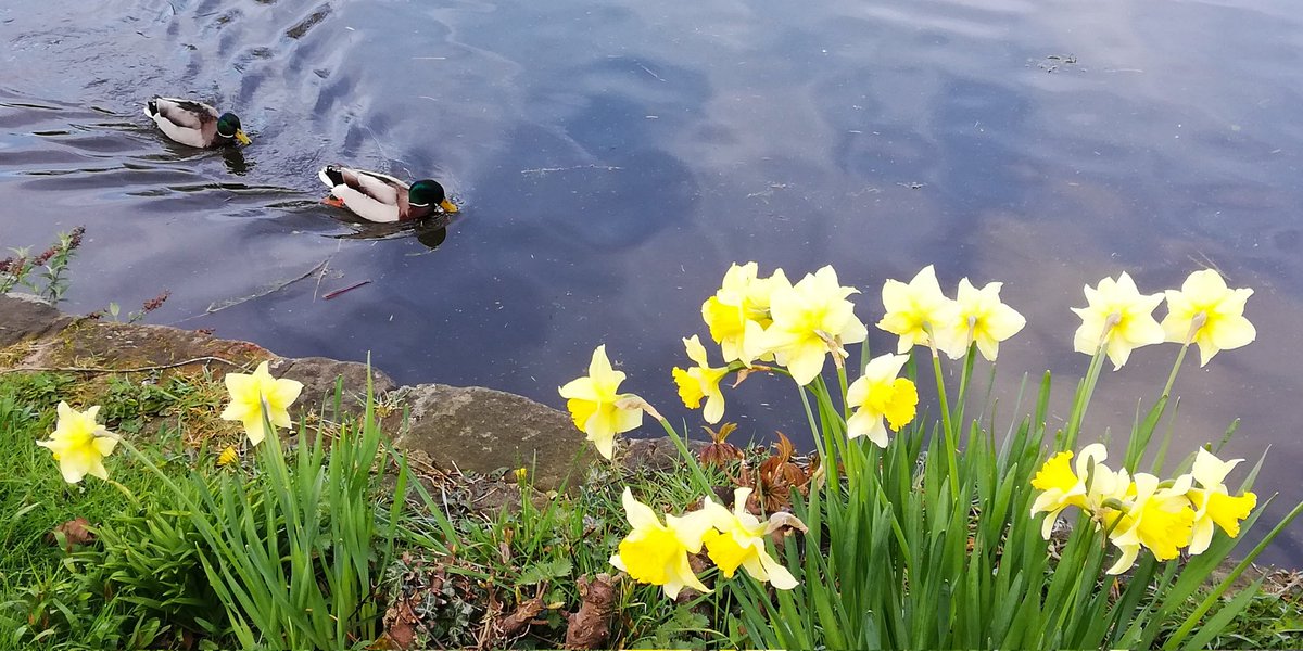 reading_road's tweet photo. Ducks and daffodils
#spring https://t.co/y9jnrp8skW