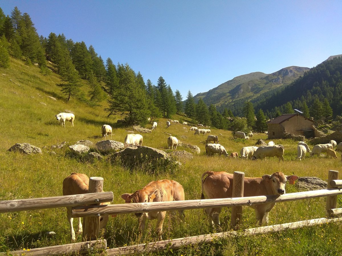 e4quality's tweet photo. 🧀Did you know that there are 10 Piedmontese cheeses that boast PDO (Protected Designation of Origin) out of a total of 50 Italian PDOs and 186 European ones?👉 Visit our website https://t.co/5Kbc8mnrEI to know more.
#e4quality #tomapiemontese https://t.co/fkDhARlM6w