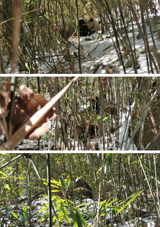 pandas_fr's tweet image. 🐼 Deux rangers observent longuement un #panda sauvage qu&apos;ils connaissent dans la réserve naturelle de #Foping (monts #Qinling) ⤵️
panda.fr/deux-rangers-o…