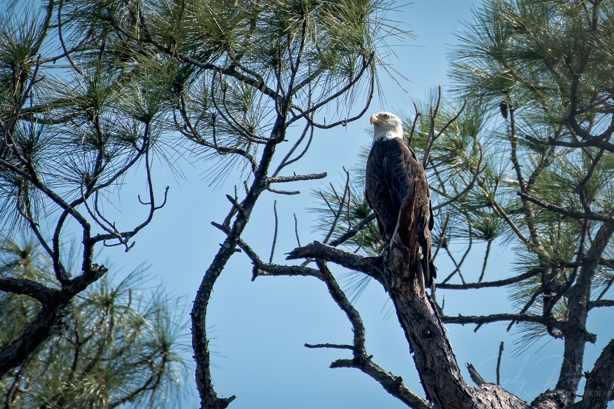 NSC_Photography's tweet photo. This is a small adult bald eagle, assuming it's a female since they are typically a little smaller than the males.  This particular female was very small and thinner than the other eagles we saw in the area. 
#baldeagles https://t.co/cPpfK0qgMb