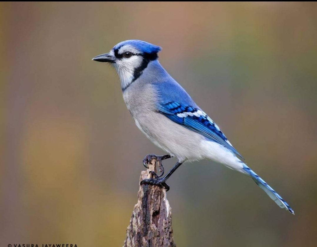 Jobs in Kenya tweet media