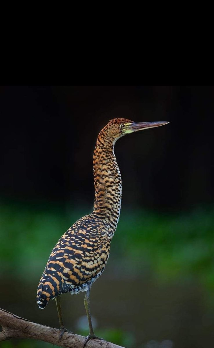 Jobs in Kenya tweet media