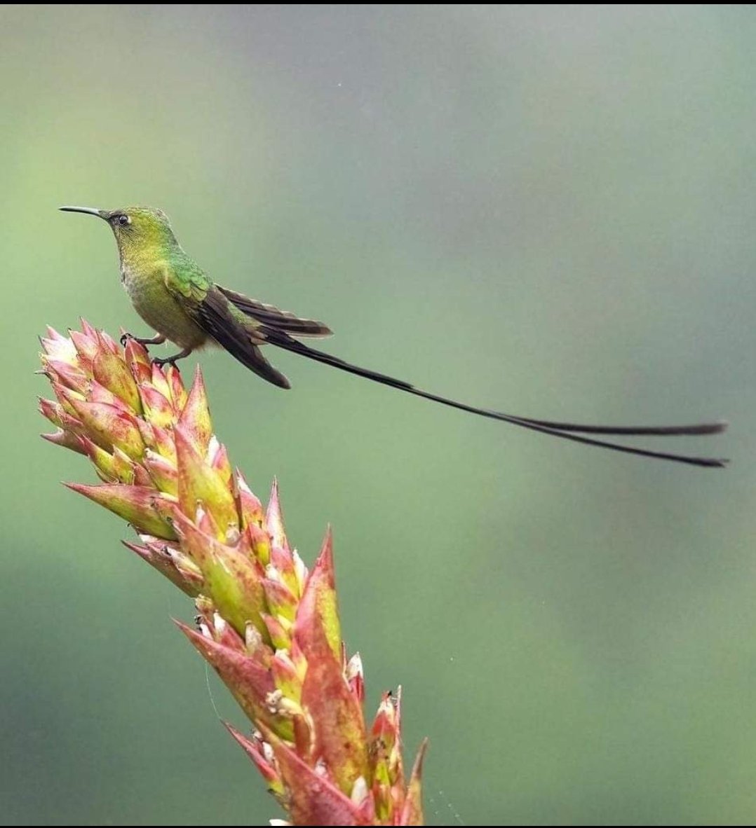 Jobs in Kenya tweet media