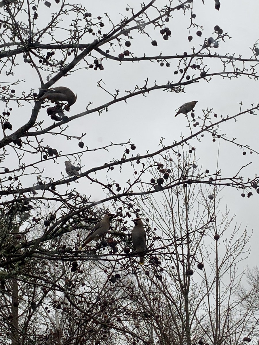 EmmaMatchett1's tweet photo. Good morning from the 20+ waxwings in my front yard and the brittany spaniel happy to watch them https://t.co/L9h222PDDx