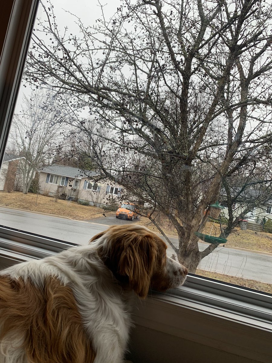 EmmaMatchett1's tweet photo. Good morning from the 20+ waxwings in my front yard and the brittany spaniel happy to watch them https://t.co/L9h222PDDx