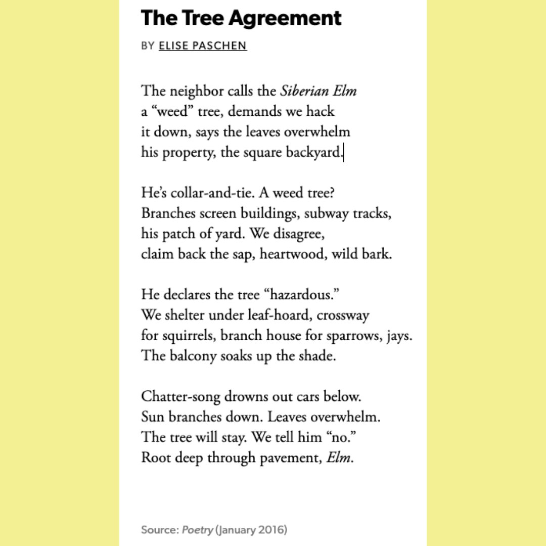 manchestervtLIB's tweet photo. It's Nature Sunday for the MCL's Celebration of #NationalPoetryMonth! Stick around all month for poetry of different flavors, virtually and in person at the MCL!
"The Tree Agreement" by @ElisePaschen
https://t.co/KNQXADZk4o
#Poetry #MCLVT #NaturePoetry #ElisePaschen https://t.co/NRt0mqNJaP