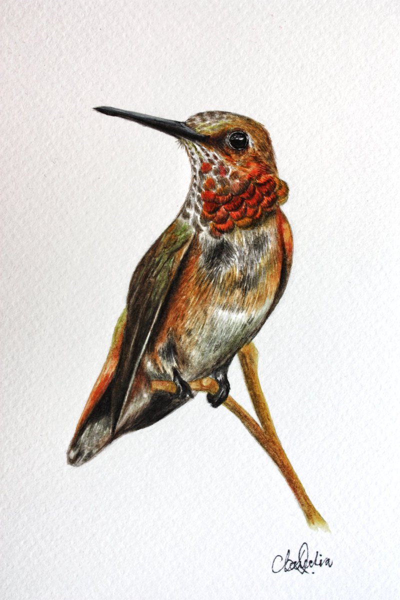 mrsmrs_white's tweet photo. π§‘πβ€οΈ Vayan a mi Instagram (https://t.co/yddXDJADtA) hay aves de muchos colores listas para volar. β€οΈππ§‘
#bitdart https://t.co/QwnjYp1mi5