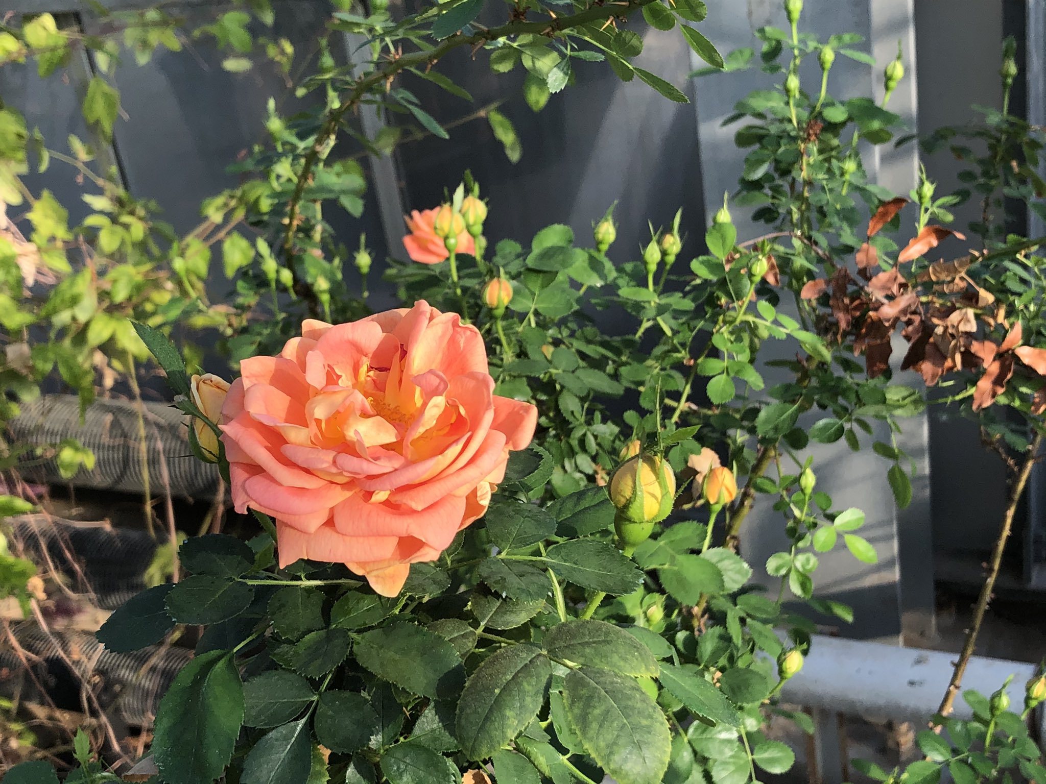 京成バラ園のみよちゃん ローズガーデンの大温室では ソレイユ ドールが開花しています 黄金の太陽 の名を持つバラです 京成バラ園 京成バラ園ローズガーデン T Co Uwtgroebvn Twitter