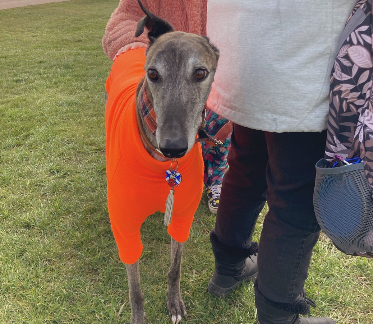 Greyhound Rescue Fife tweet media