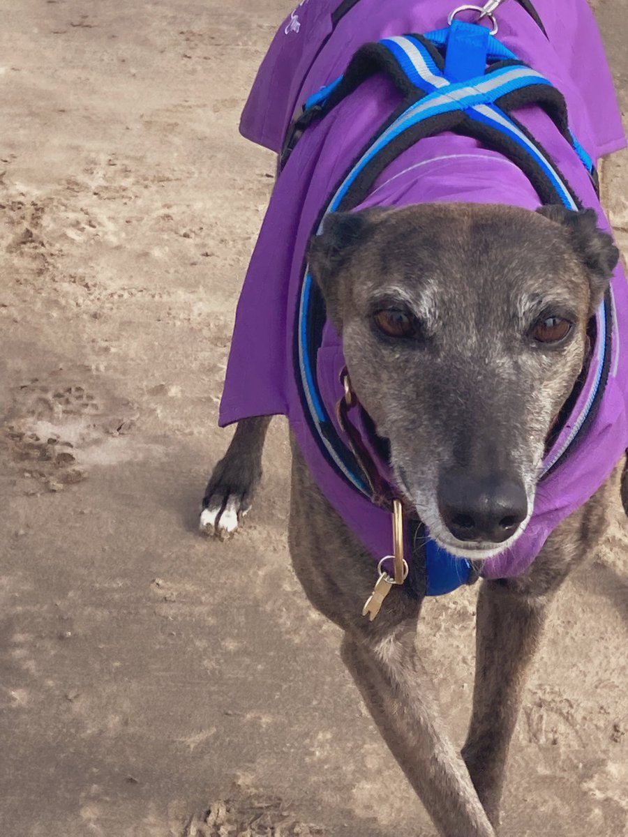Greyhound Rescue Fife tweet media