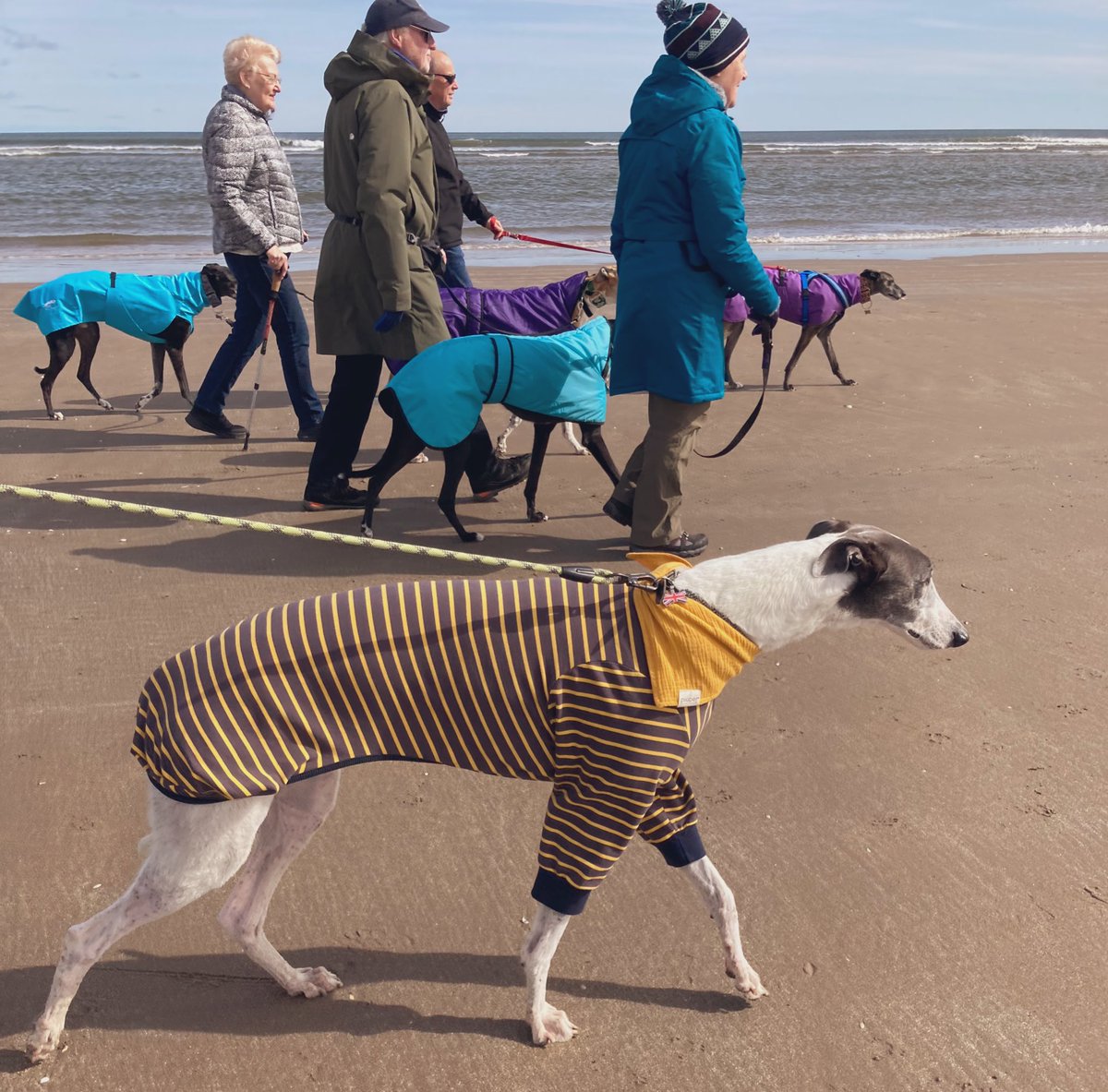Greyhound Rescue Fife tweet media