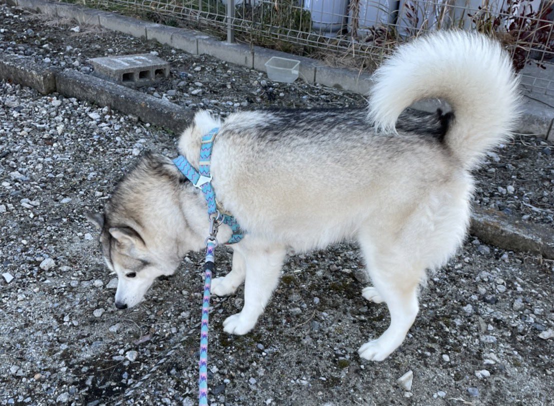 ハスキー&mix&ラブ❤︎わんこ🐕中心 時折猫🐈‍⬛とふくろう