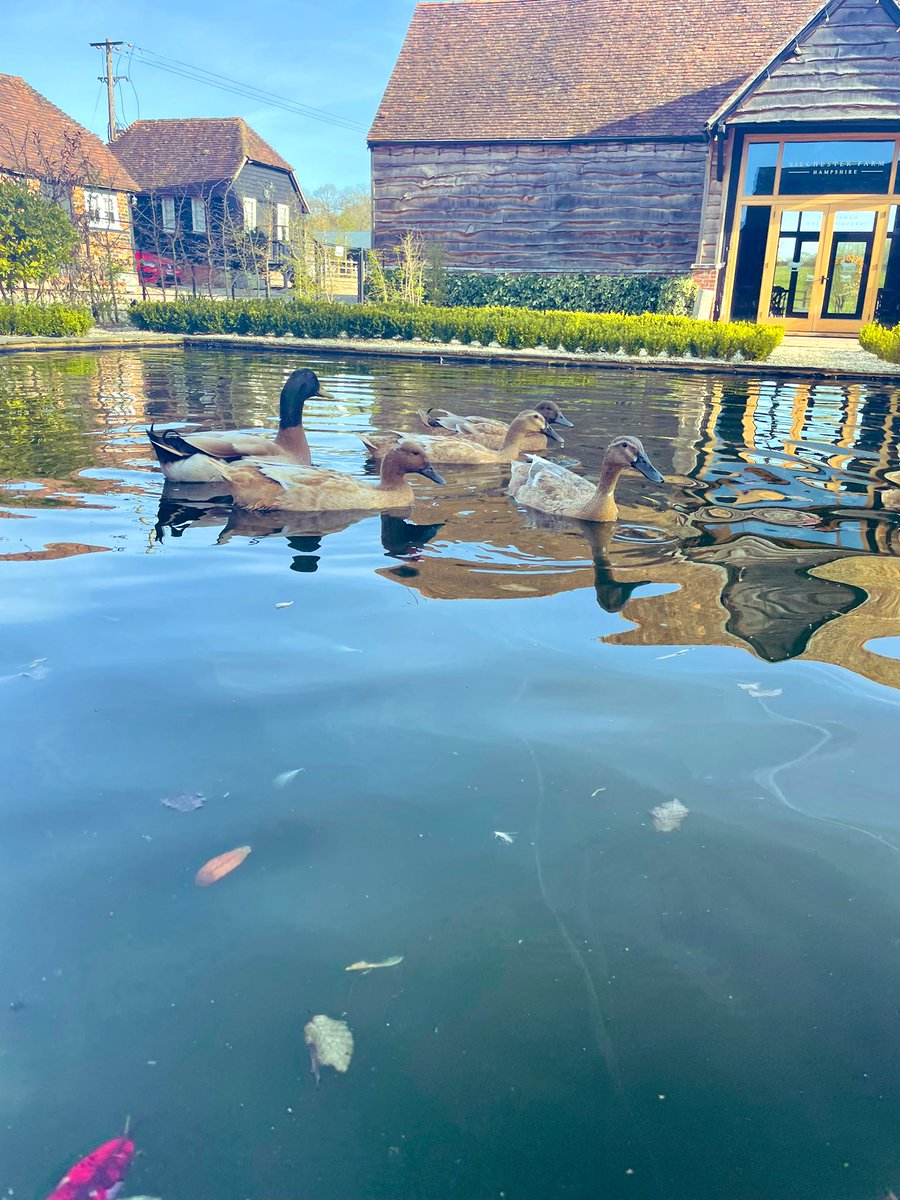 AshleighCarrol's tweet photo. Amazing child-free night away at @SilchesterFarm 🏠 Meant to be more of us but Covid happened….amazing food by chef Steven and Ben (No2) looked after us so well! Be back soon! 🦆 🐑 🍷 https://t.co/FqiSrR0zZw