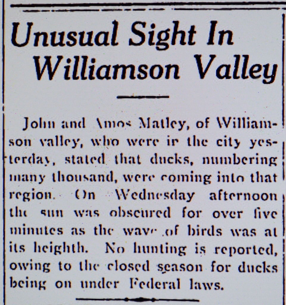 BRAND NEW ARTICLE! 
'Williamson Valley’s Astonishing Duck Migrations'  prescottazhistory.blogspot.com/2022/04/willia…
Before the area became arid, #WilliamsonValleyAZ would be visited by several thousand ducks and geese each Spring.
#PrescottAZHistory #PrescottAZ #DuckHunting