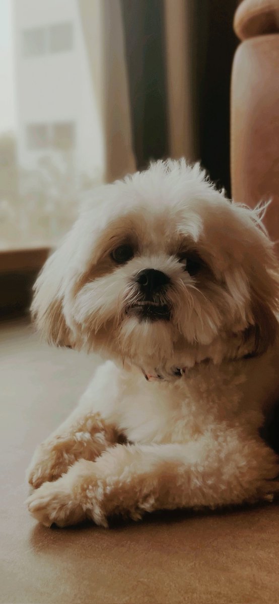 We are effortlessly adorable. #ShihTzu #petsandtheirfamily #mansbestfriend